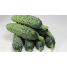 Hıyar Tohumu VIRJINIA F1
Hıyar Tohumu VIRJINIA F1