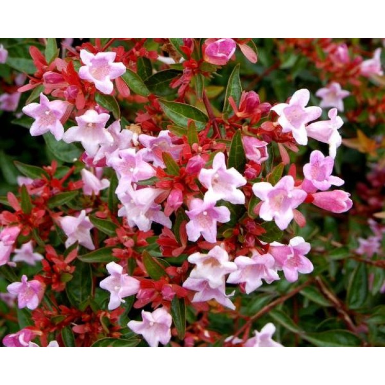 Abelia grandiflora Edward Goucher (Güzellik çalısı Pembe çiçekli bodur)
