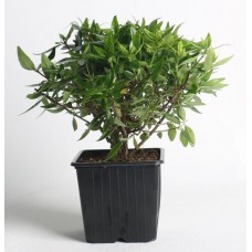 Abelia grandiflora ‘Prostrata’ (Güzellik çalısı bodur)
