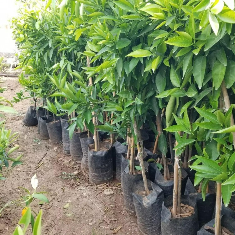 Bodrum Mandalina Fidanı
