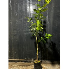 4 LÜ NARENCİYE SETİ
 4 LÜ NARENCİYE SETİ