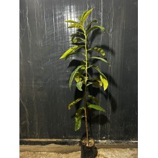 Malta Eriği (Yeni Dünya) Fidanı
 Malta Eriği (Yeni Dünya) Fidanı