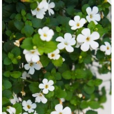 Bacopa Monnieri
