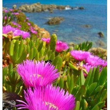 Carpobrotus edulis L. (Kazayağı)
