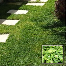 Dichondra Repens (Fare Kulağı)
