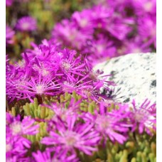 Drosanthemum Floribundum (Acemhalısı)

