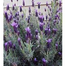 Lavandula Stoechas (Karabaş Otu)
