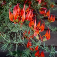 Lotus Berthelotii (Papağan Gagası)
