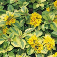 Lysimachia Congestiflora (Sarı Gelin)
