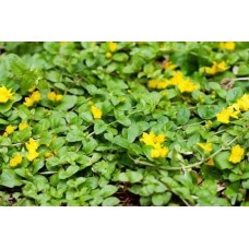 Lysimachia Nummularia (Sarı Kız)
