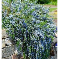 Rosmarinus Officinalis Prostratus (Biberiye Yayılıcı)
