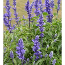 Salvia Farinacea Saga Blue (Adaçayı Mavi)
