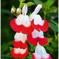 Salvia Microphylla Hot Lips (Adaçayı Kırmızı)
