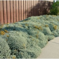 Santolina Chamaecyparissus (Lavantin)
