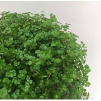 Soleirolia soleirolii (Arapsaçı)
