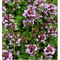 Thymus vulgaris (Kekik Yayılıcı)
