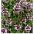 Thymus vulgaris (Kekik Yayılıcı)
