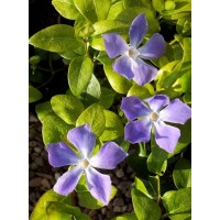 Vinca Major (Cezayir Menekşesi)
