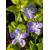 Vinca Major (Cezayir Menekşesi)
