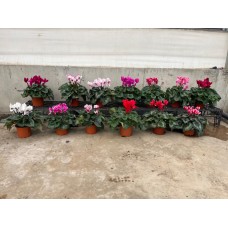 Cyclamen
