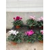 Cyclamen
