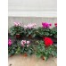 Cyclamen
