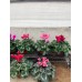 Cyclamen
