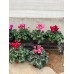 Cyclamen
