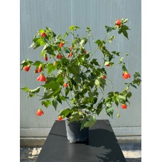 Abutilon pictum - Ağaç Küpesi

