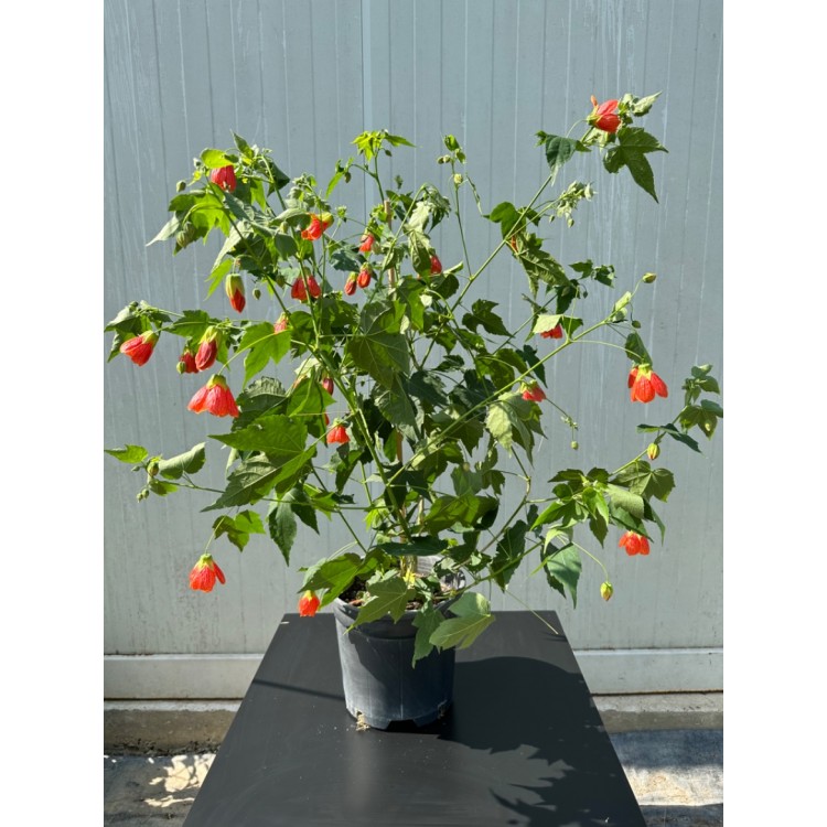 Abutilon pictum - Ağaç Küpesi
