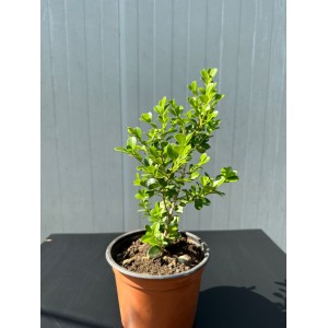 Şimşir - Buxus sempervirens
 Şimşir - Buxus sempervirens