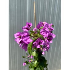 Ada Begonvili - Bougainvillea
