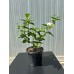 Jasminum sambac Full - Ful Yasemin

