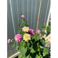 Ağaç Minesi - Pembe Çiçekli - Verbena officinalis
