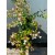 Abelia grandiflora
