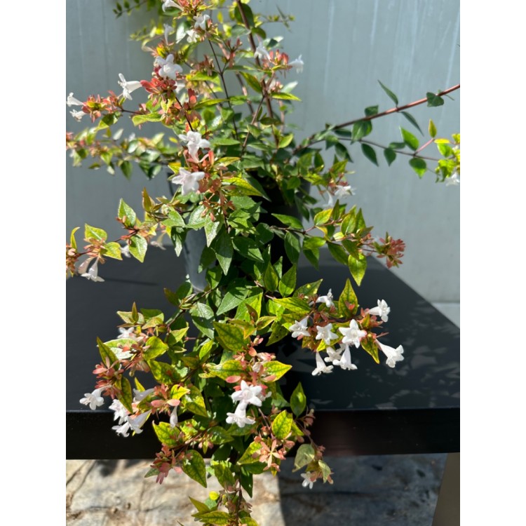 Abelia grandiflora
