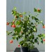 Abutilon pictum - Ağaç Küpesi

