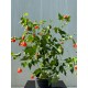 Abutilon pictum - Ağaç Küpesi
