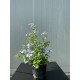 Mavi Yasemin-Plumbago capensis
