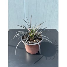 Siyah Osmanlı Çimi - Ophiopogon japonicus nigrrescens
Siyah Osmanlı Çimi - Ophiopogon japonicus nigrrescens