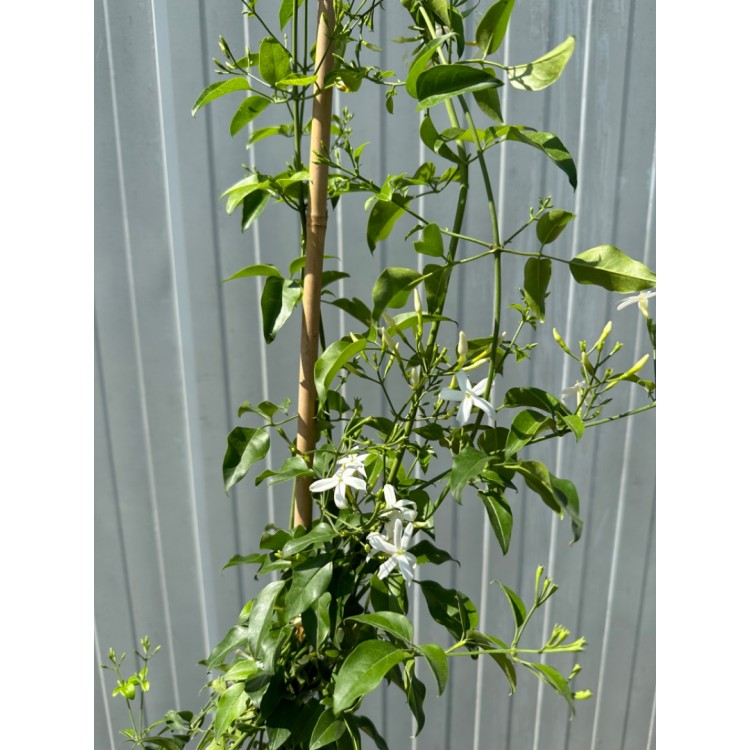 Limon Kokulu Yasemin - Jasminum azoricum lemon
