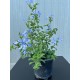 Mavi Yasemin-Plumbago capensis
