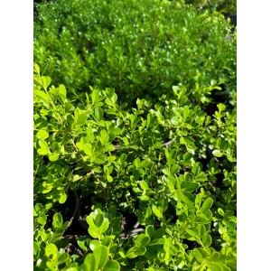 Şimşir - Buxus sempervirens
 Şimşir - Buxus sempervirens
