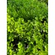 Şimşir - Buxus sempervirens
