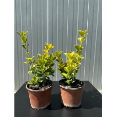 Altuni Taflan - Euonymus Japonica
