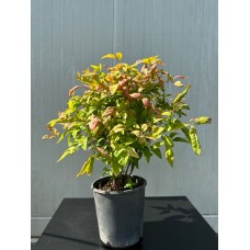 Nandina domestica - Bodur Cennet Bambusu
Nandina domestica - Bodur Cennet Bambusu