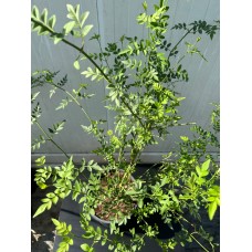 Gerçek Yasemin - Jasminum officinale
