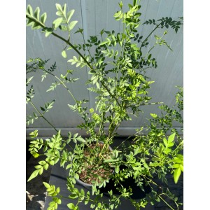Gerçek Yasemin - Jasminum officinale
 Gerçek Yasemin - Jasminum officinale
