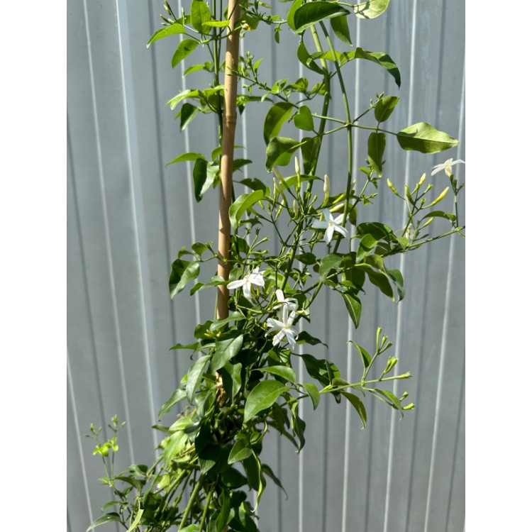 Limon Kokulu Yasemin - Jasminum azoricum lemon
