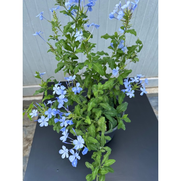 Mavi Yasemin-Plumbago capensis
